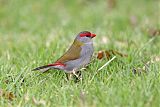 Red-browed Firetailborder=